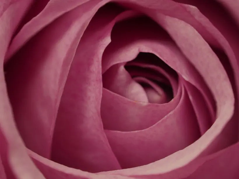 French Bloom Geschmacksnote: Rosenblätter